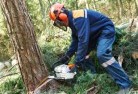 Southern Rivertree-cutting-services-21.jpg; ?>